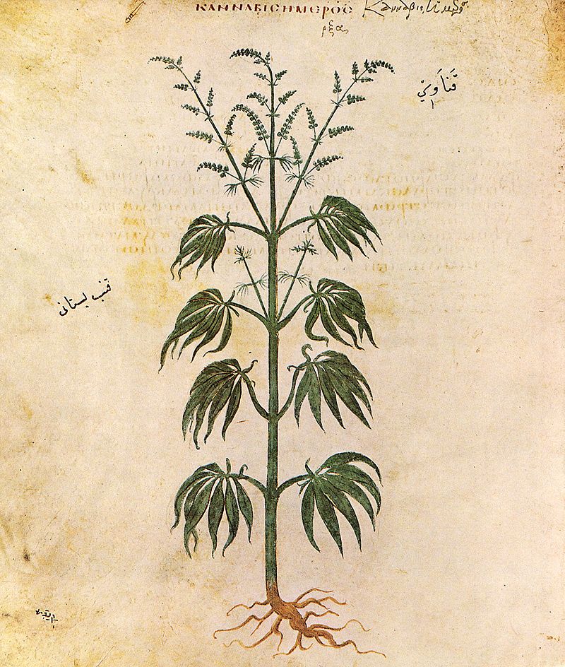 Planta de marihuana antigua china