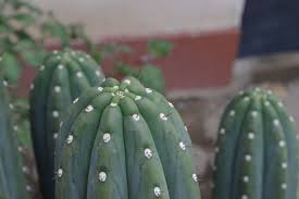 cactus san pedro mota comix